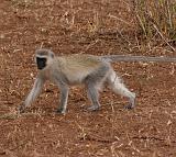 TANZANIA - Lake Manyara National Park - 30 Vervet Monkey